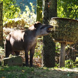 South American tapir (Tapirus terrestris), Oct 13th, 2018