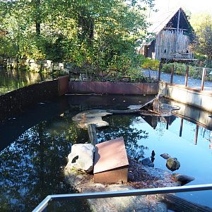 Coypu exhibit (Oct 13th, 2018)