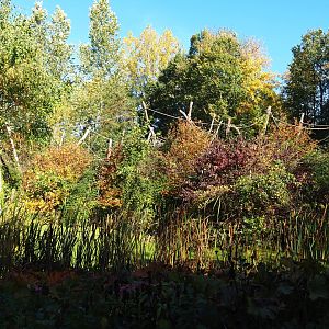 Red-faced spider monkey island (Oct 13th, 2018)