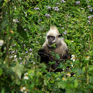 White-headed langur