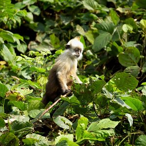 White-headed langur