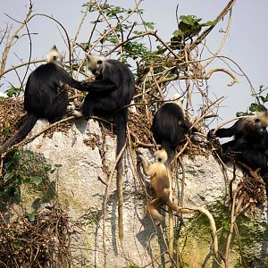 White-headed langur family