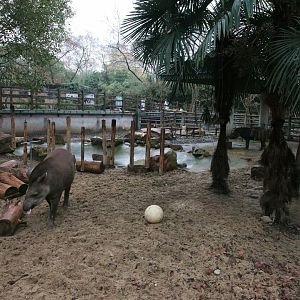 South American tapir exhibit