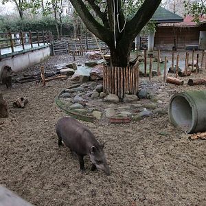 South American tapir exhibit