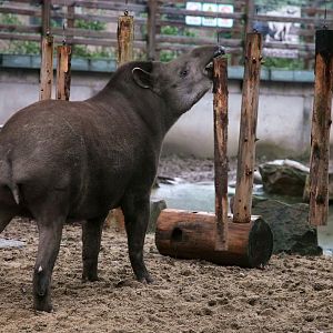 South American tapir chewing the hanging sticks