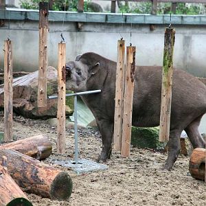 South American tapir chewing the hanging sticks