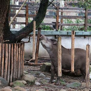 South American tapir chewing the bark of hanging sticks