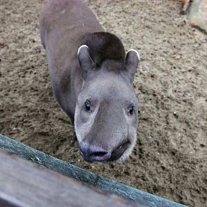Close-up of the curious South American tapir
