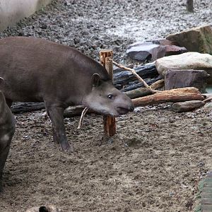 South American tapir rubbing against the wooden pile and the brush on it