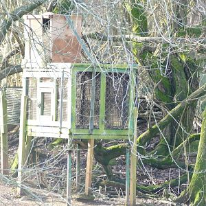 Lar gibbon island, January 2019