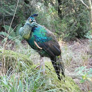 Green peacock, January 2019
