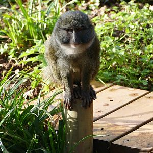 Swoozie the Swamp Monkey, January 2019