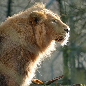 Asiatic lion, January 2019