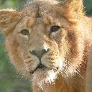 Asiatic lion, January 2019
