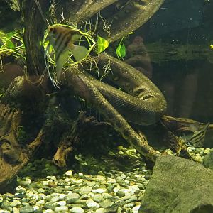 Green anaconda (Eunectes murinus) and Freshwater angelfish (Pterophyllum scalare), Oct 13th, 2018