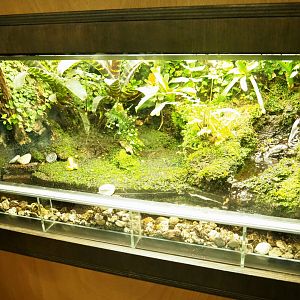 Terrarium golden poison dart frog (Phyllobates terribilis), Oct 13th, 2018