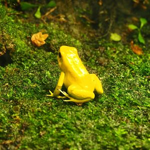 Golden poison dart frog (Phyllobates terribilis), Oct 13th, 2018
