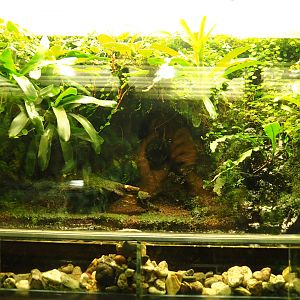 Terrarium Oophaga pumilio and Dendrobates auratus (Oct 13th, 2018)