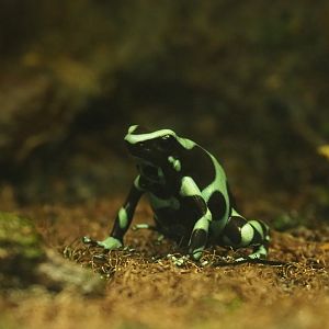 Green-and-black poison dart frog (Dendrobates auratus), Oct 13th, 2018