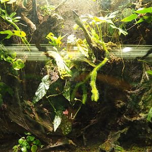 Terrarium Amazonian tree frogs (Oct 13th, 2018)