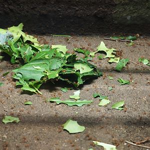 Leafcutter ants (Atta species?), Oct 13th, 2018