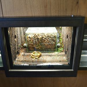 Leafcutter ant colony terrarium (Oct 13th, 2018)