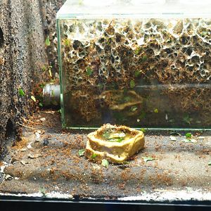 Leafcutter ant colony - Fungal gardens (Oct 13th, 2018)