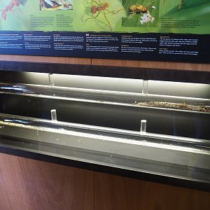 Leafcutter ant tubes (Oct 13th, 2018)