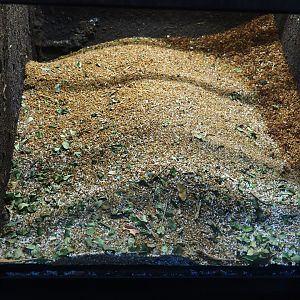 Leafcutter ant colony nest (Oct 13th, 2018)