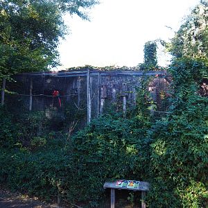 Aviary scarlet macaw - Sun conure (Oct 13th, 2018)
