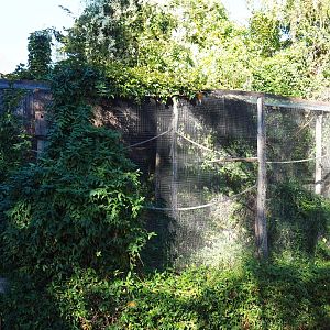 Aviary scarlet macaw - Sun conure (Oct 13th, 2018)