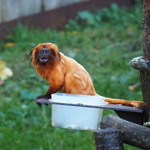 Golden lion tamarin (Leontopithecus rosalia), Oct 13th, 2018