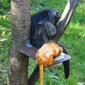 White-faced saki (Pithecia pithecia) and Golden lion tamarin (Leontopithecus rosalia), Oct 13th, 2018