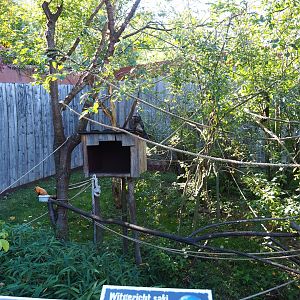 White-faced saki - Golden lion tamarin - Grey-winged trumpeter exhibit (Oct 13th, 2018)