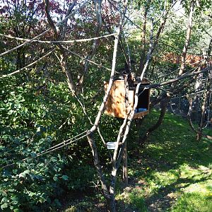 White-faced saki - Golden lion tamarin - Grey-winged trumpeter exhibit (Oct 13th, 2018)