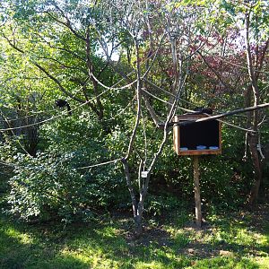 White-faced saki - Golden lion tamarin - Grey-winged trumpeter exhibit (Oct 13th, 2018)