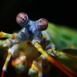 Peacock mantis shrimp (Odontodactylus scyllarus)