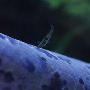 ENdler's Livebearer (Poecilia wingei,) browsing on a lungfish (Protopterus annectens)