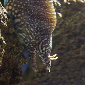 Dragon moray (Enchelycore pardalis)