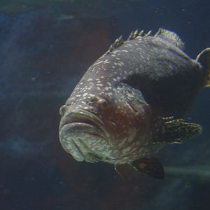 Giant grouper (Epinephelus lanceolatus?)