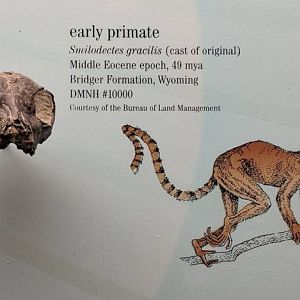 Smilodectes gracilis