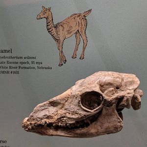 Poebrotherium wilsoni