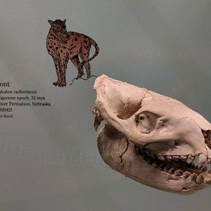 Merycoidodon culbertsonii