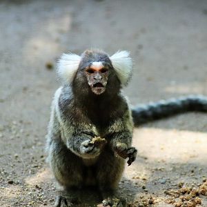 Common Marmoset (Callithrix jacchus)