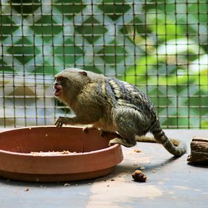 Pygmy Marmoset (Cebuella pygmaea)