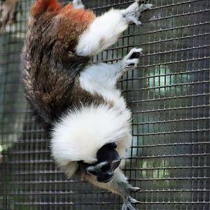 Cotton-top Tamarin (Saguinus oedipus)