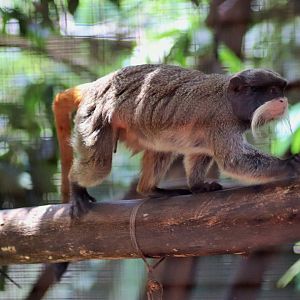 Emperor Tamarin (Saguinus imperator)