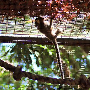 A Hanging Marmoset
