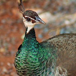 Indian Peahen (Pavo cristatus)