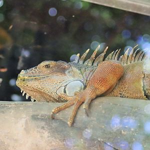 Green Iguana (Iguana iguana)